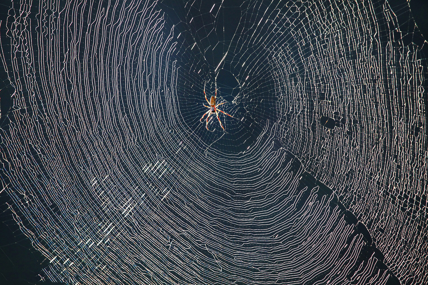 082015_spider_0183a_1500f.jpg