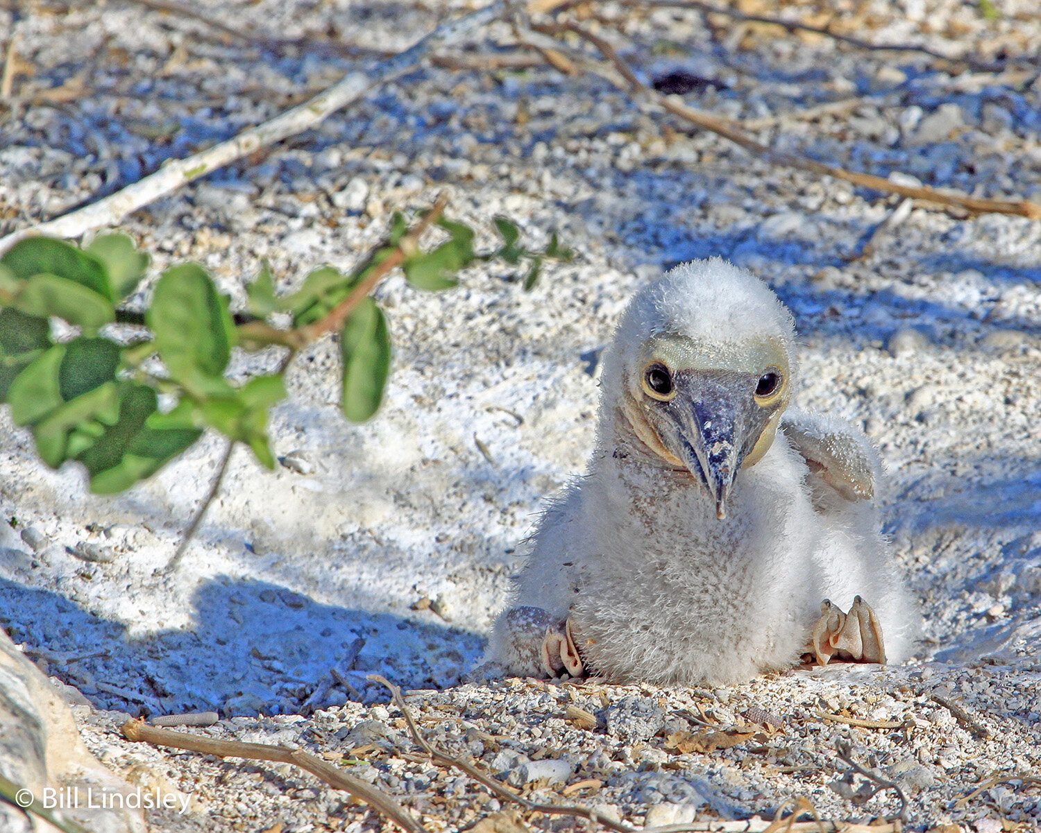 galapagosbest_354_1500f.jpg