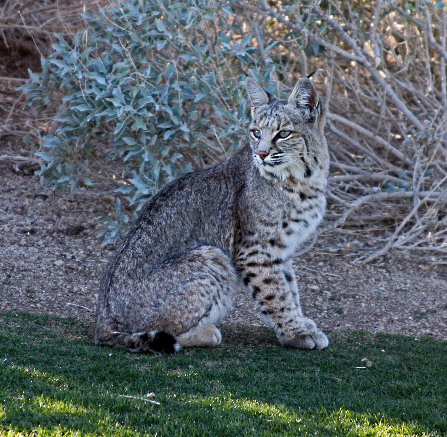 Bobcat Arizona