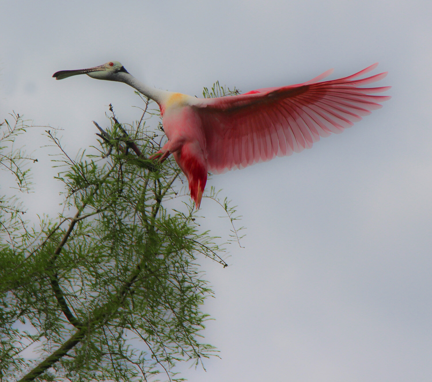 rookery_150405_0567a_1500c.jpg