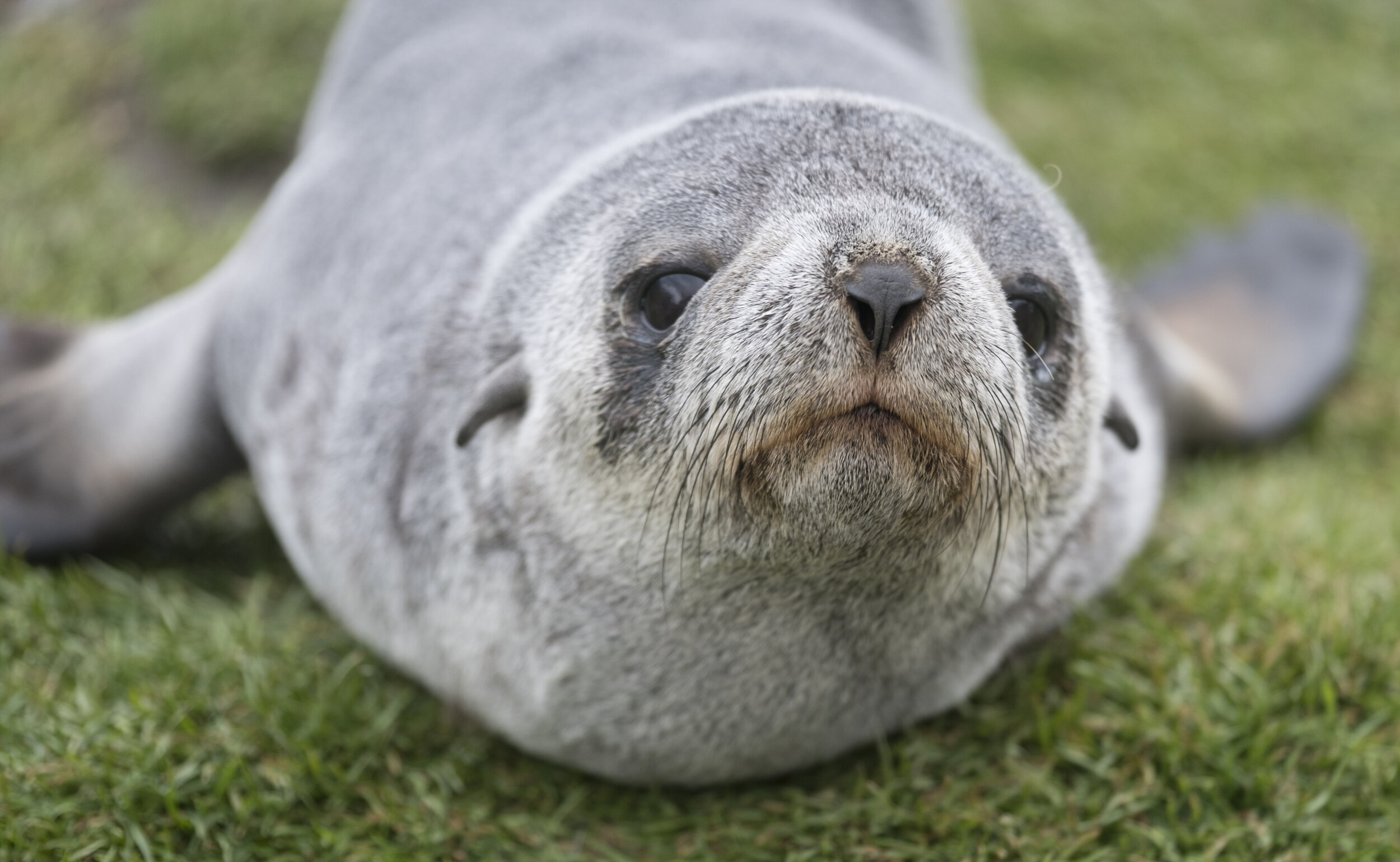 stromness1_0242aoo.jpg