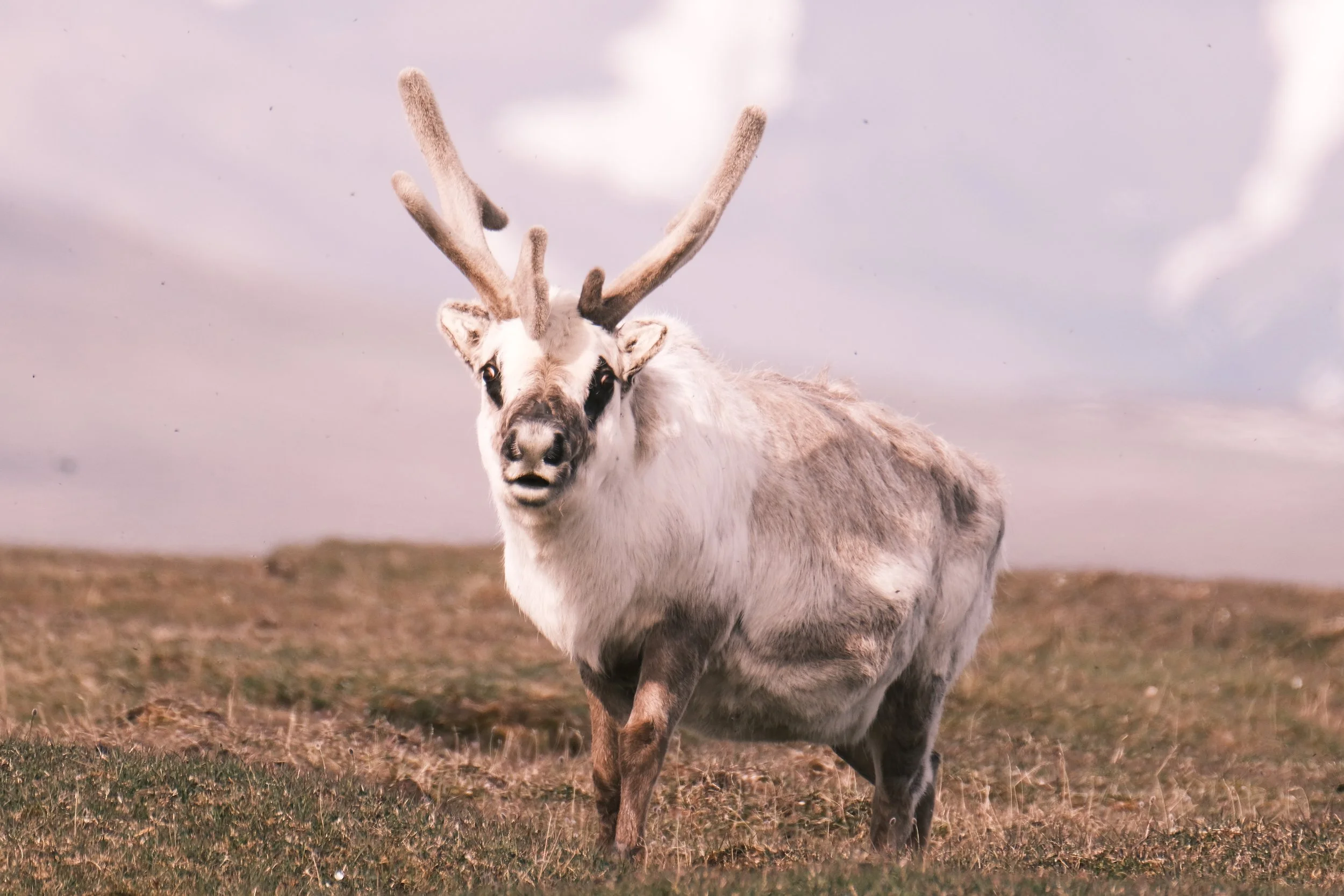  Svalbard Reindeer   Svalbard 