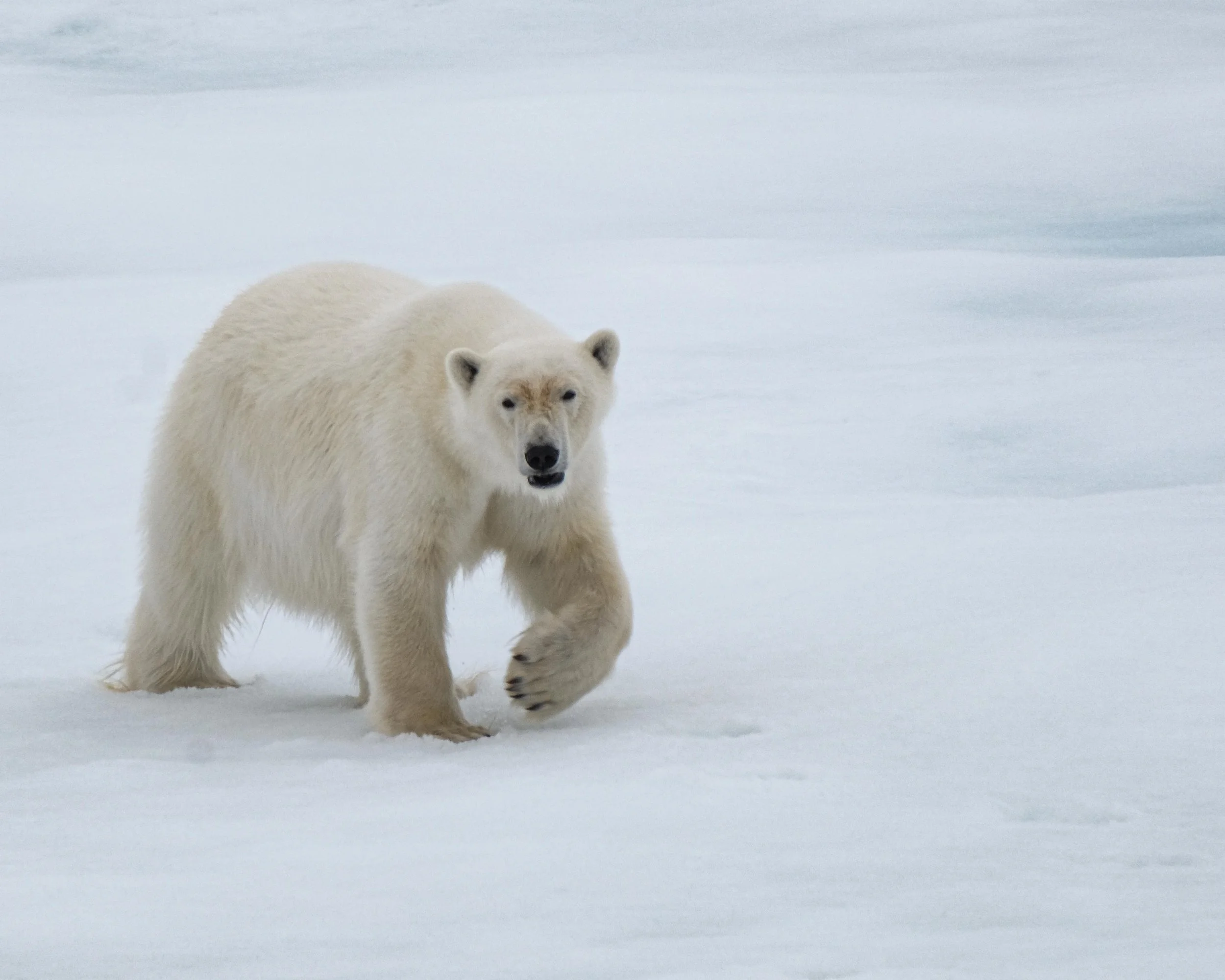  Polar Bear   Svalbard Norway 