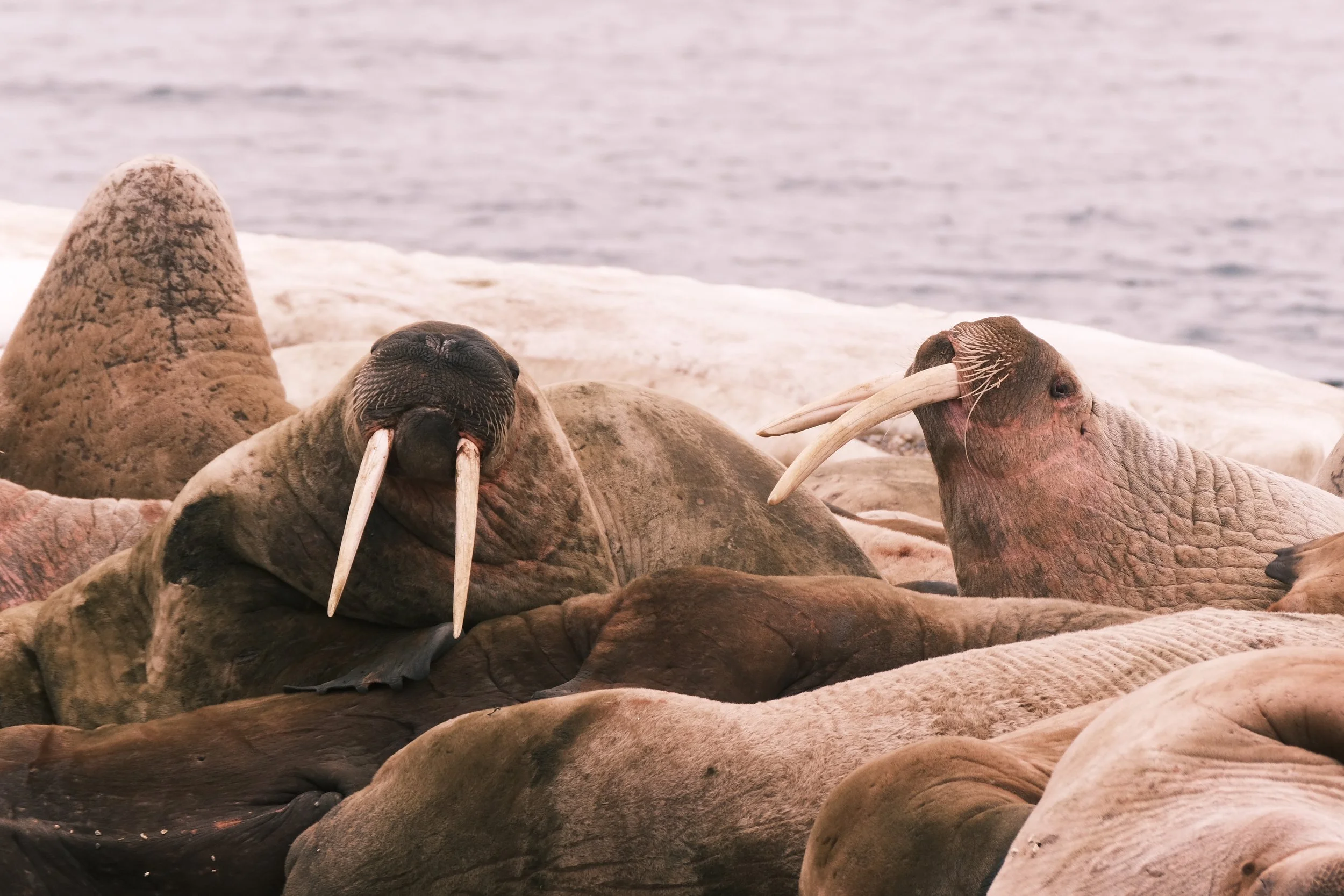  Huddle of Walruses   Svalbard 