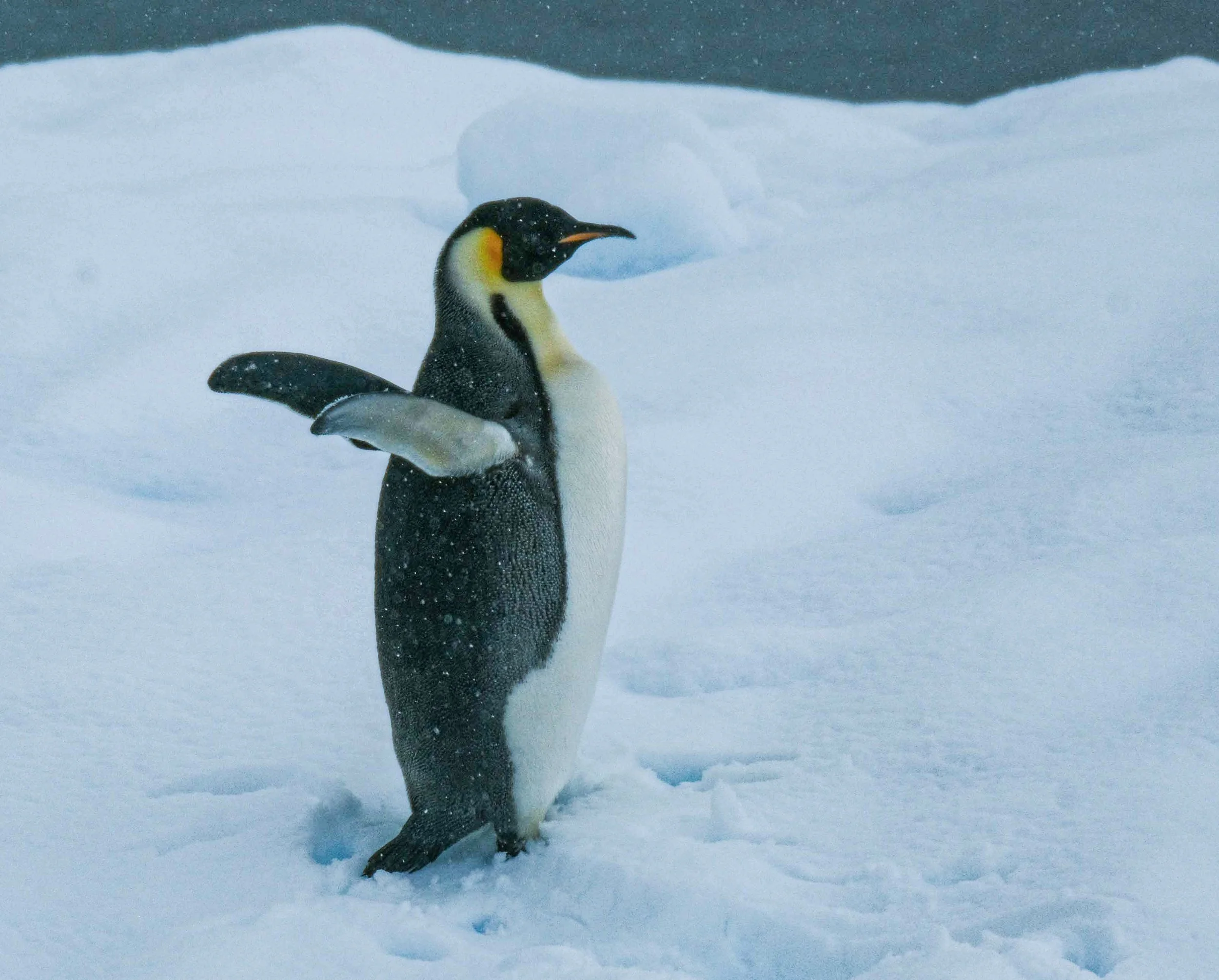  Emperor Penguin, Antarctic Peninsula 