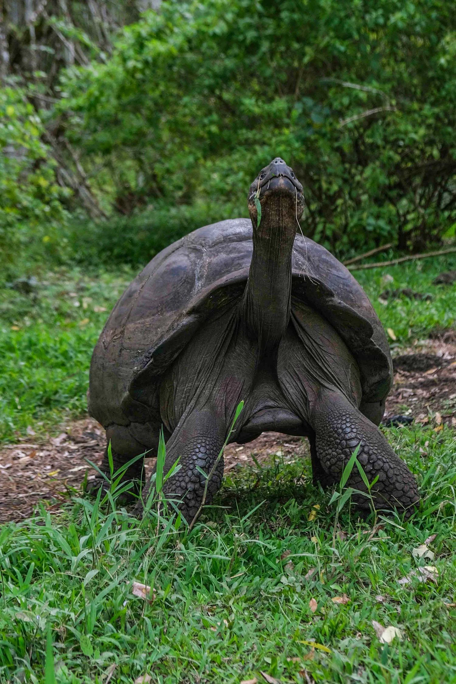  Land Tortoise  Galapagos 