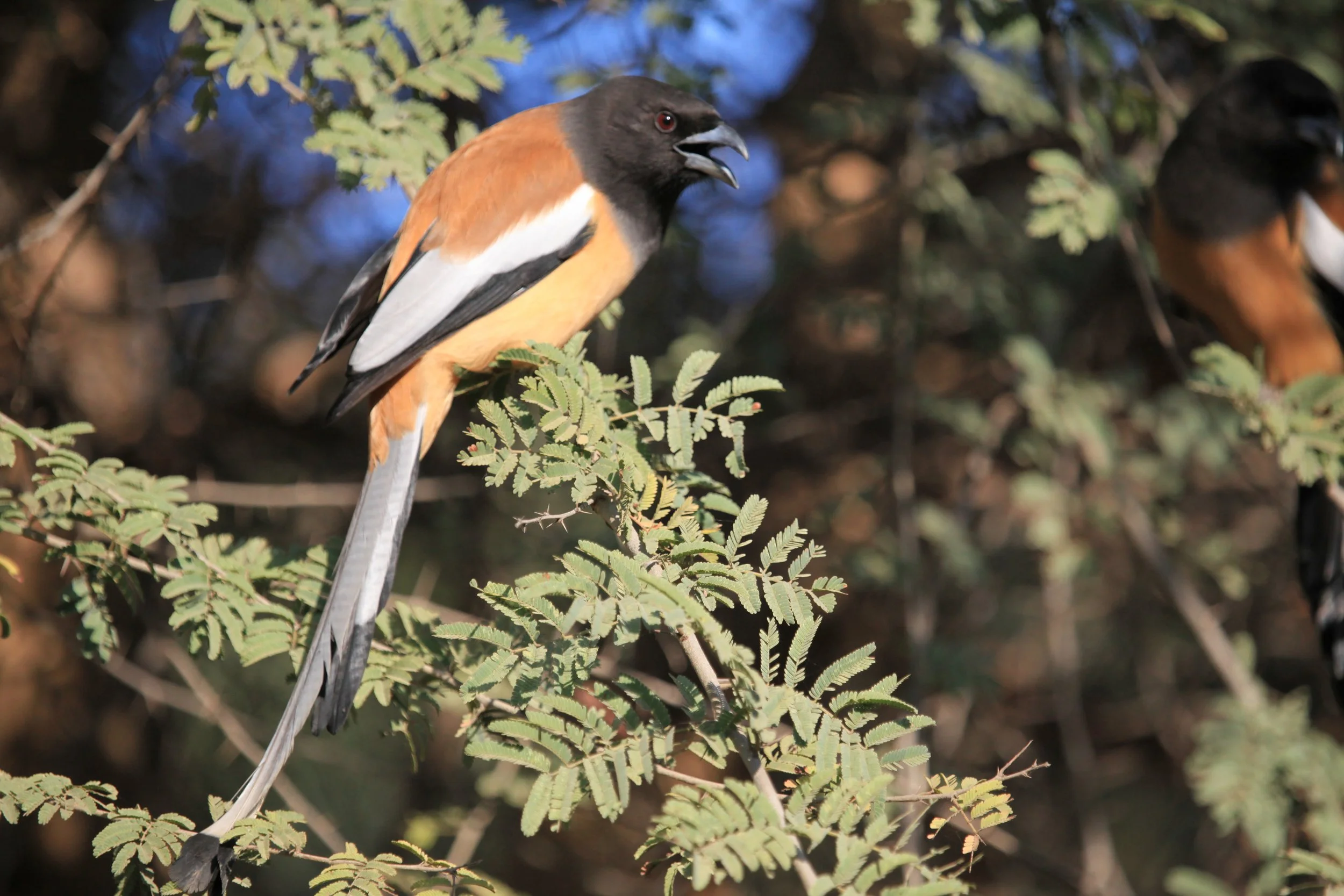  Oriole   Ranthambore National Park , India 
