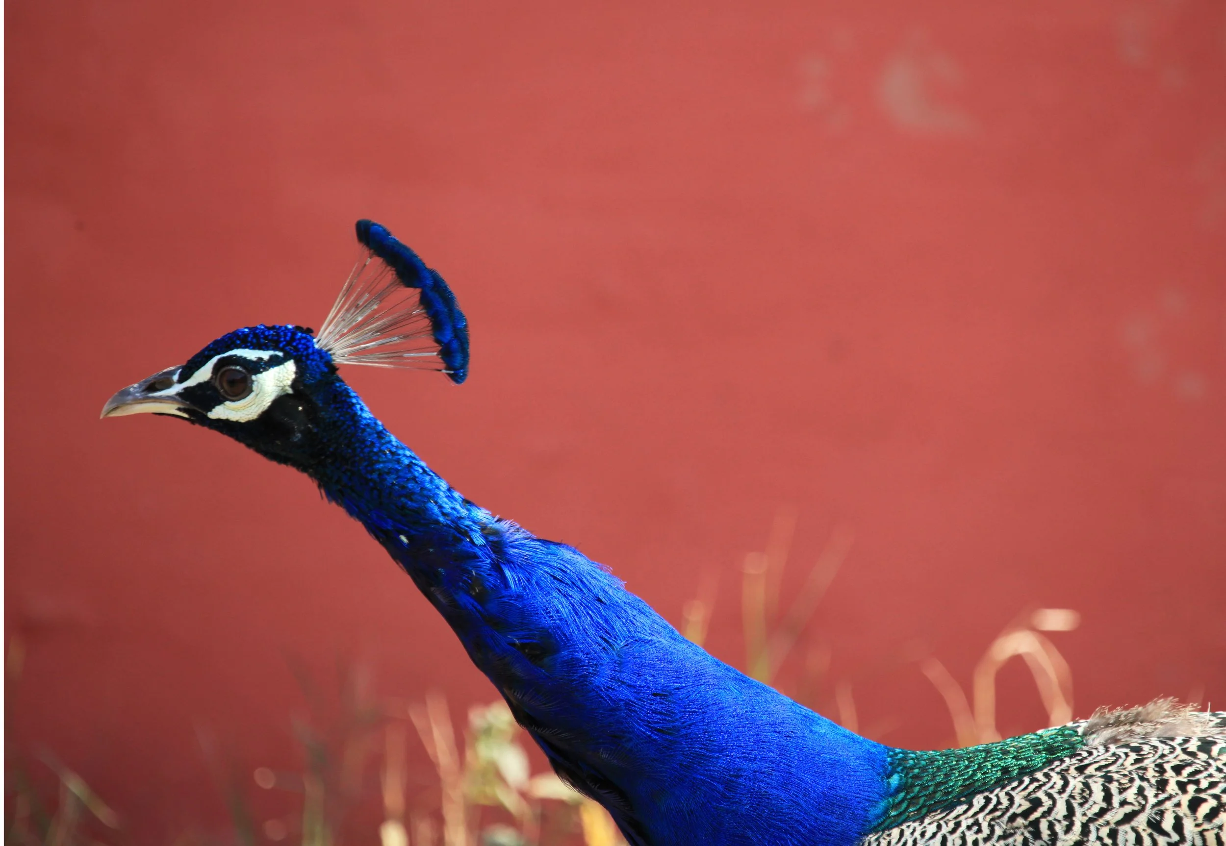  Peacock   Ranthambore National Park , India 