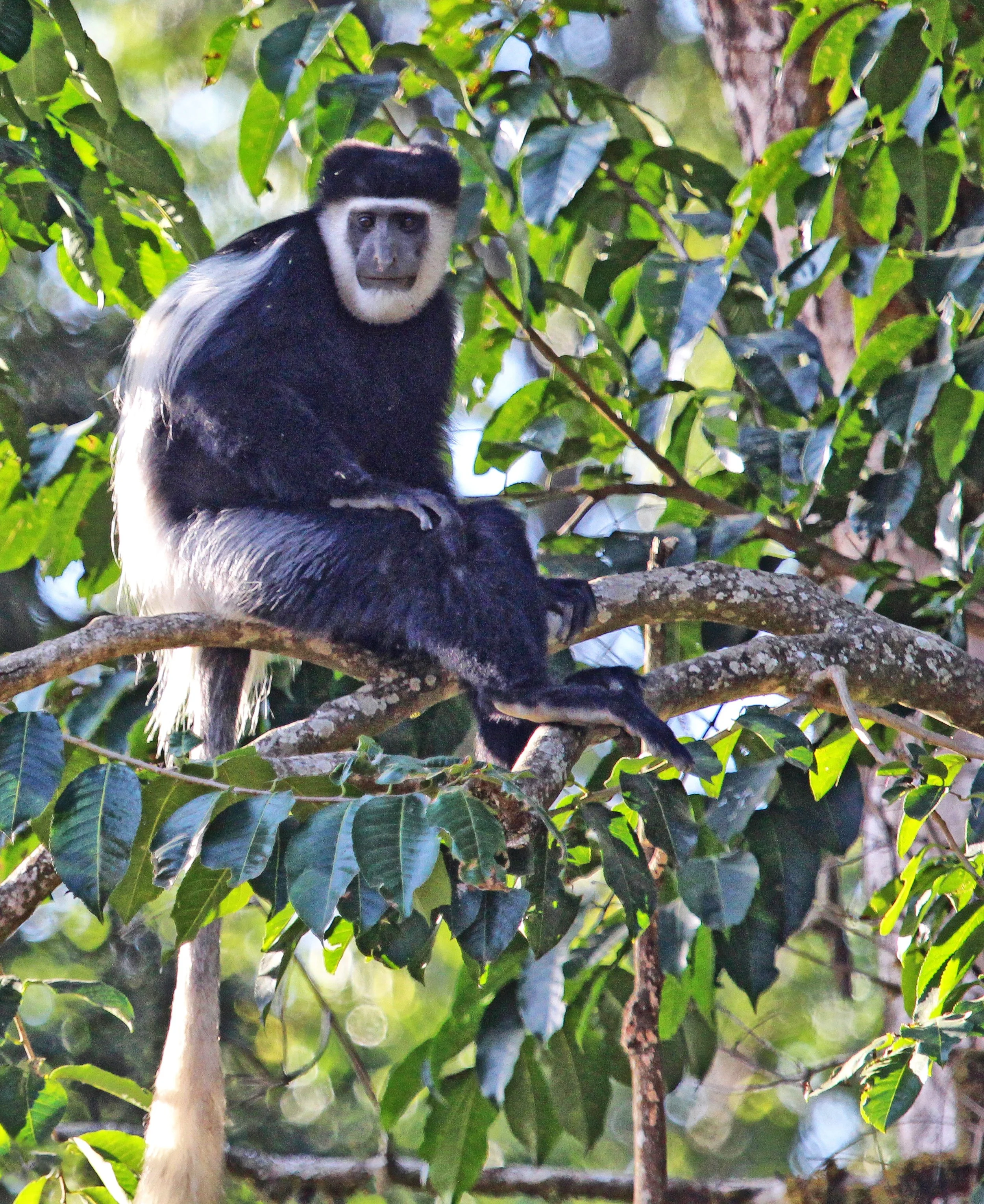  Black-and-white Colobus  Ethiopia 