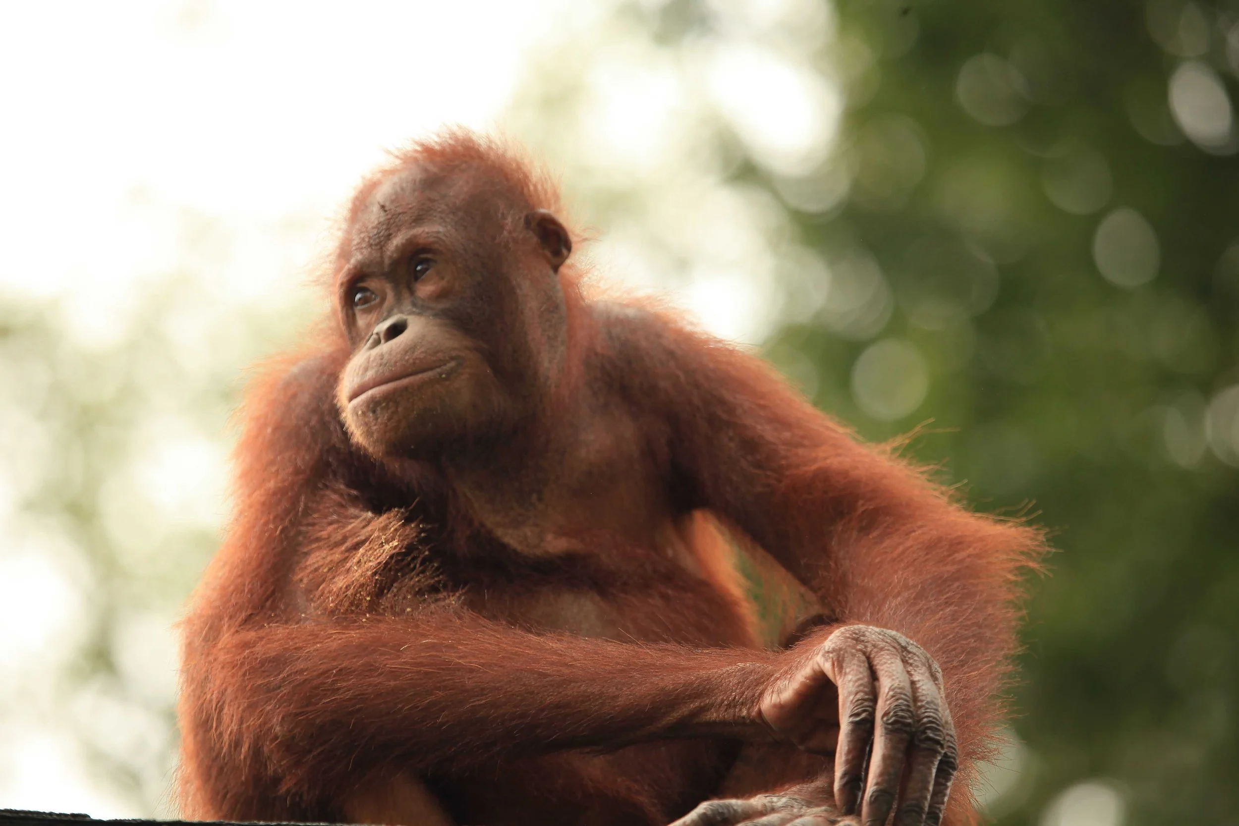  Orangutan  Sadakan, Malaysia 