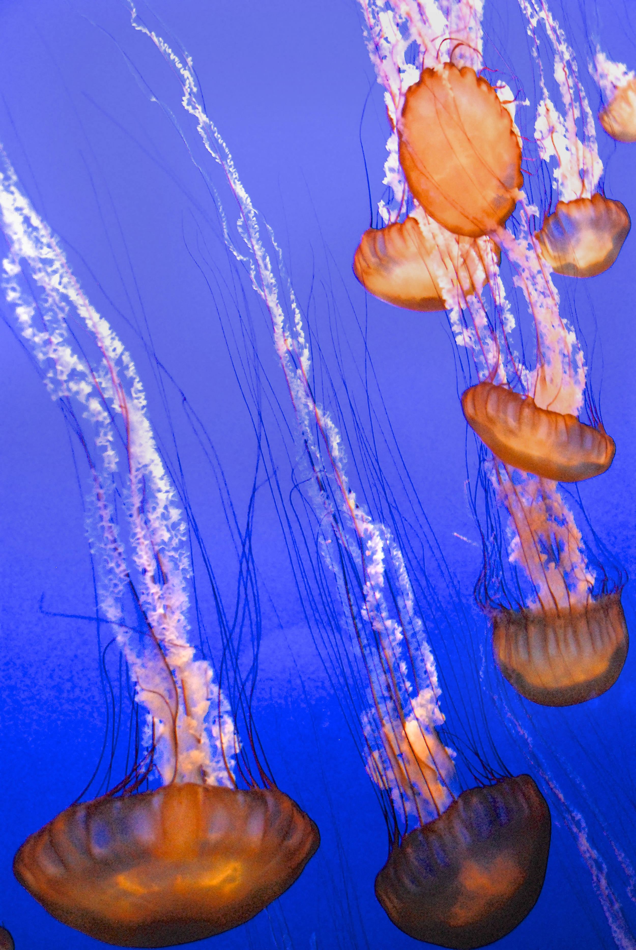 JoAnns California photos 1- 0648.jpg