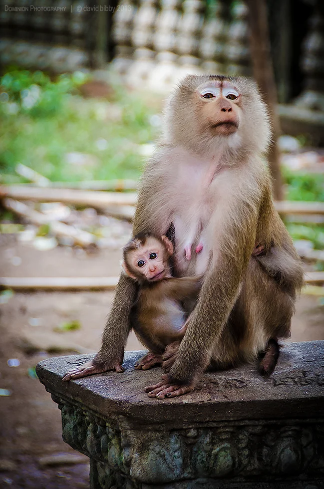 Monkeys - Monkeys are prolific among the temples on the top of 'Man Mountain'. Phnom Pros, Kampong Cham, Cambodia.