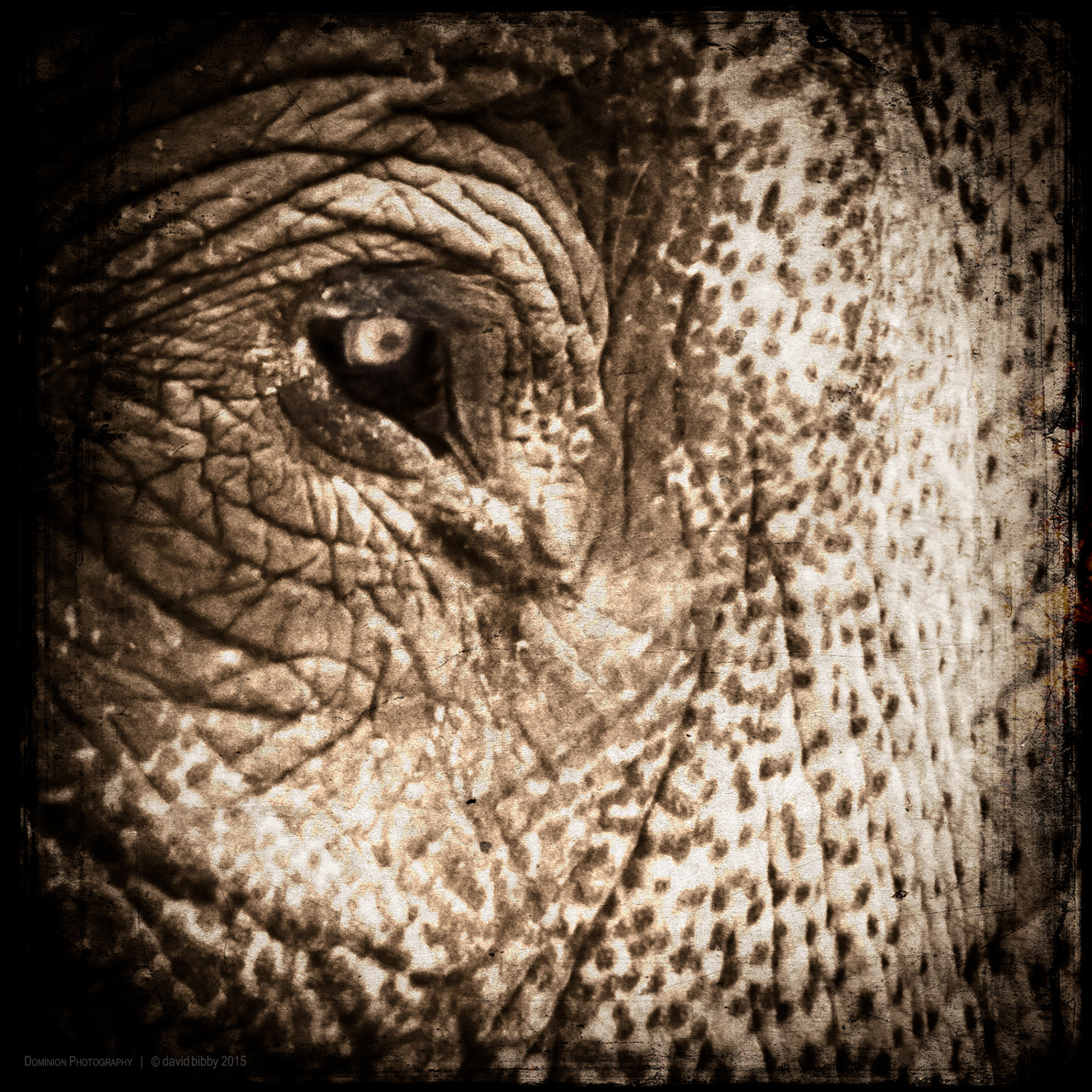 Guarding alertness A crazy, untamed elephant in this world Cannot inflict such harm As the sufferings of the deepest hell Caused by the rampaging elephant of the mind;