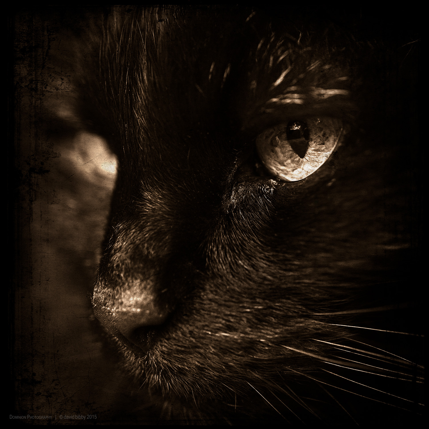 Guarding alertness Just as a stork, a cat, or a thief Accomplish their aims with skill and patience, So should I accomplish my spiritual goal Of attaining the state of enlightenment.