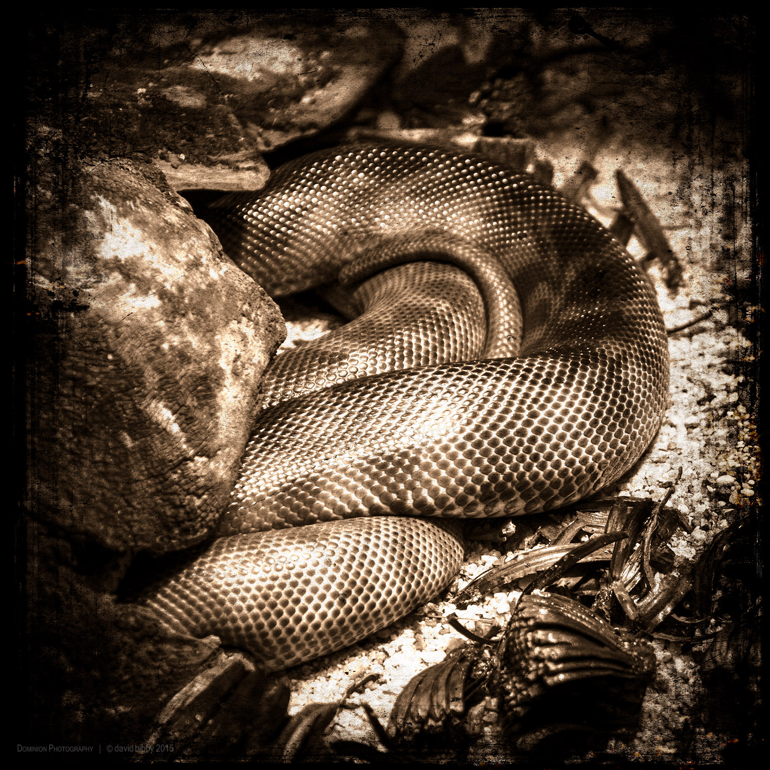 Relying upon effort Therefore, just as I would jump up If a snake were to crawl into my lap, So, whenever sleep or laziness threaten, I will swiftly remove them from my mind.