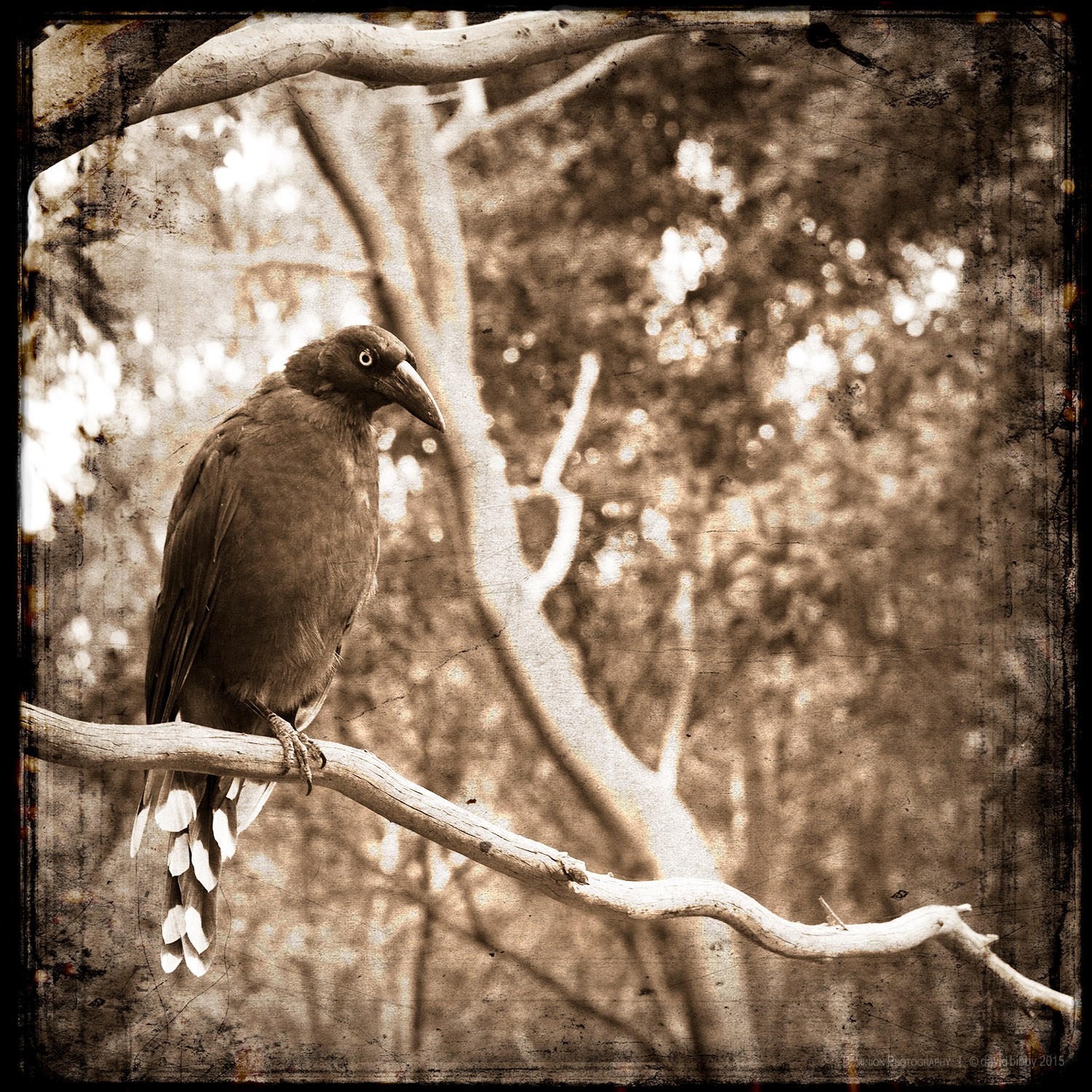 Relying upon effort If a snake lies dying on the ground, Crows will act like brave eagles and attack it. In the same way, if my self-confidence is weak, Even the slightest adversity will be able to harm me.