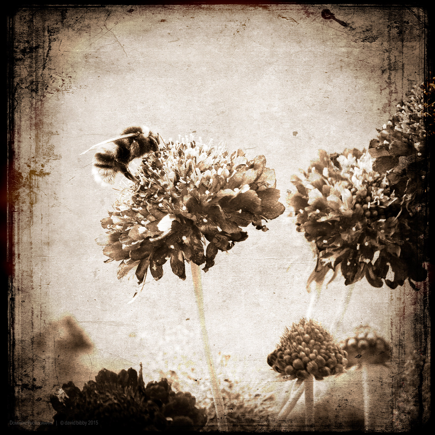 Relying upon mental stabilisation Just as a bee takes pollen from a flower, So should I gather only what I need to sustain my practice And then, without clinging, return to abide in solitude As if I had never met anyone.