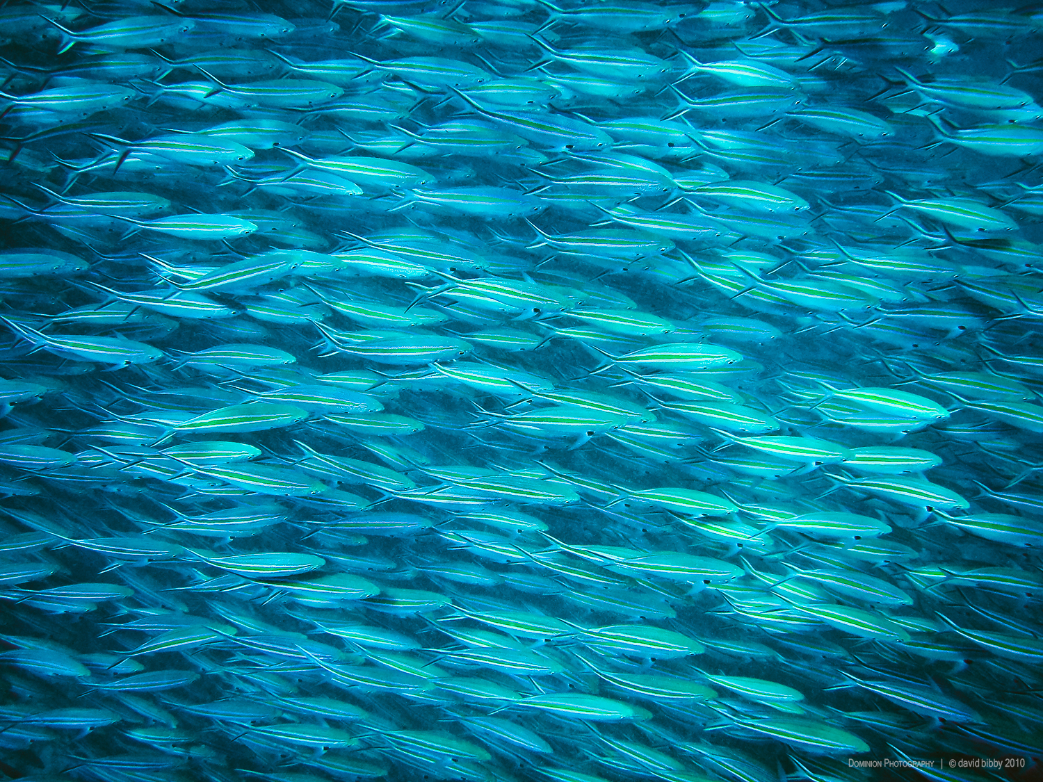  Scissortail fusiliers. Lady Elliot Island, Great Barrier Reef. 