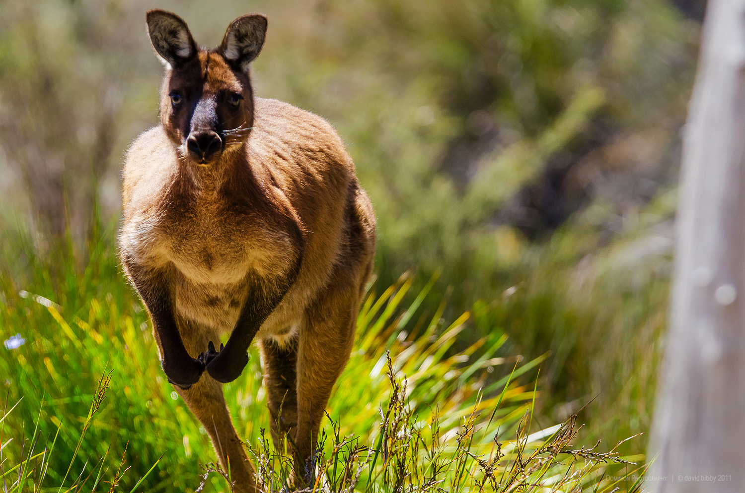   In motion  - Kangaroo Island, South Australia. 