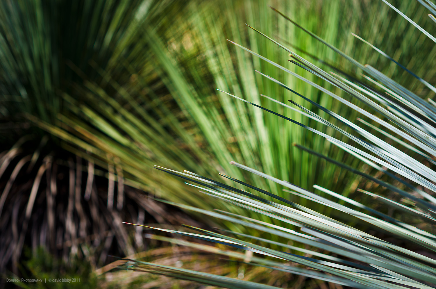  Yacca (giant grass trees) on Kangaroo Island, South Australia. 