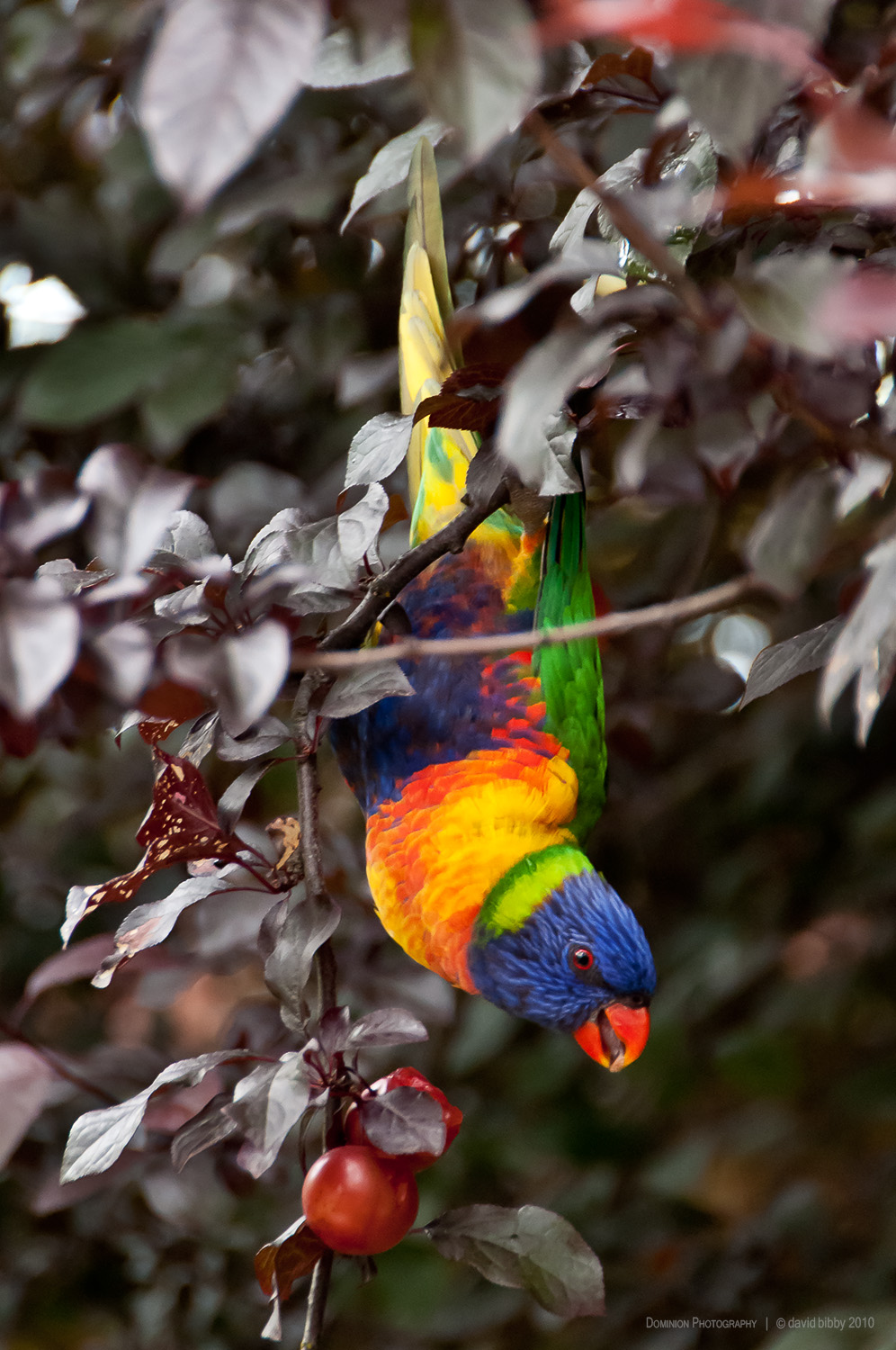  Rainbow lorikeet, Melbourne. 