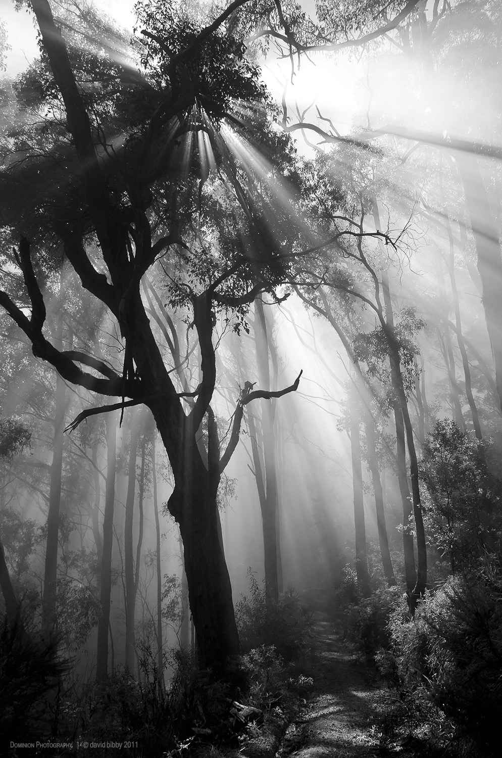   Forest in the clouds  - Mount Dandenong. Victoria. 