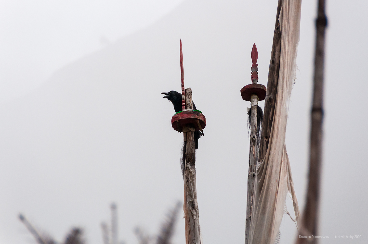   Misty morning  - Tibetan raven on prayer flags. Chebisa. 