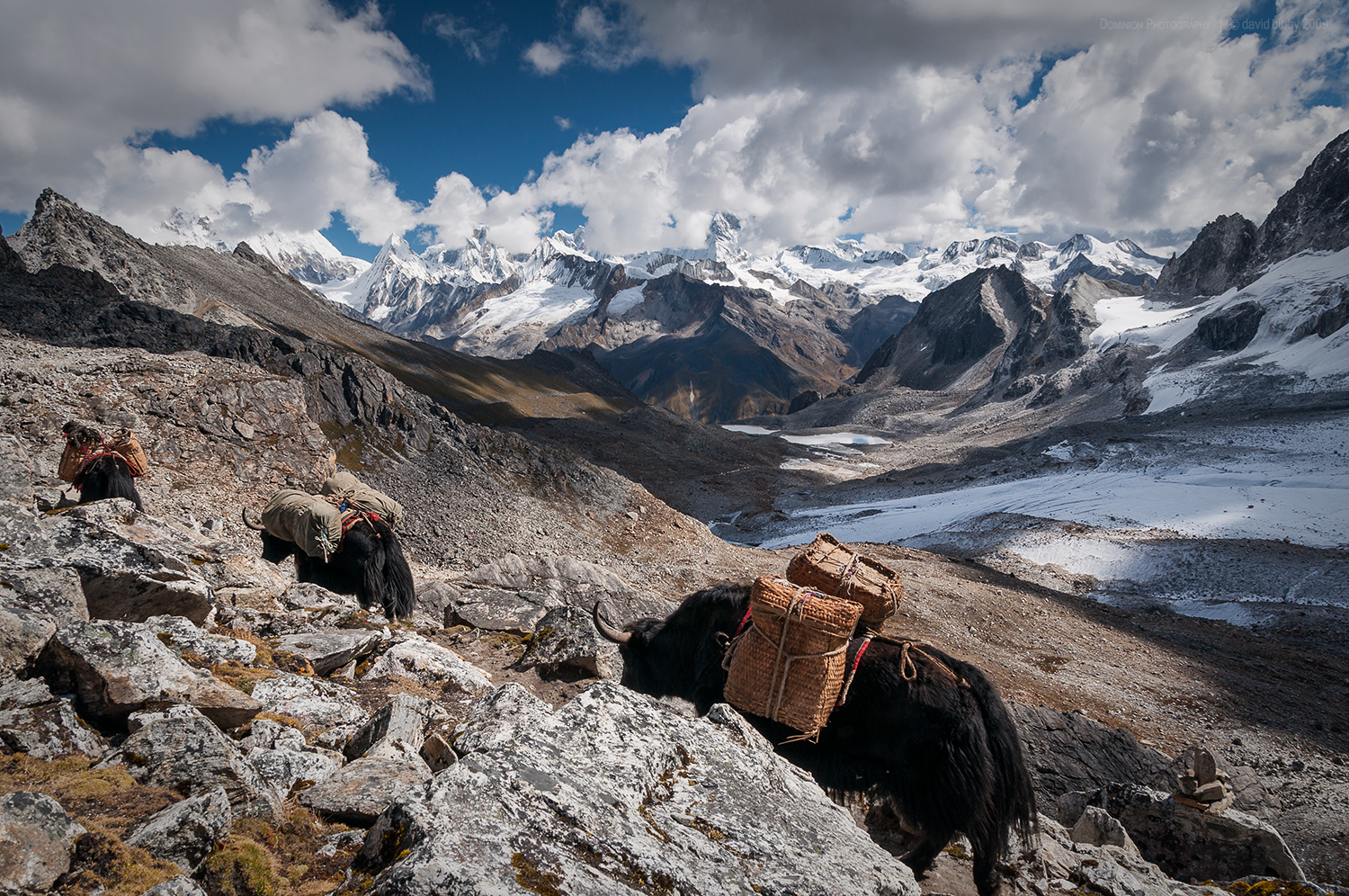  Yaks crossing Karchung La (5120m). Snowman trek. 