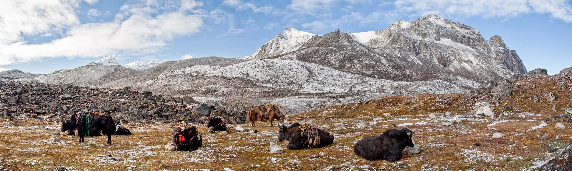 Yaks waiting for loads. Lunana.