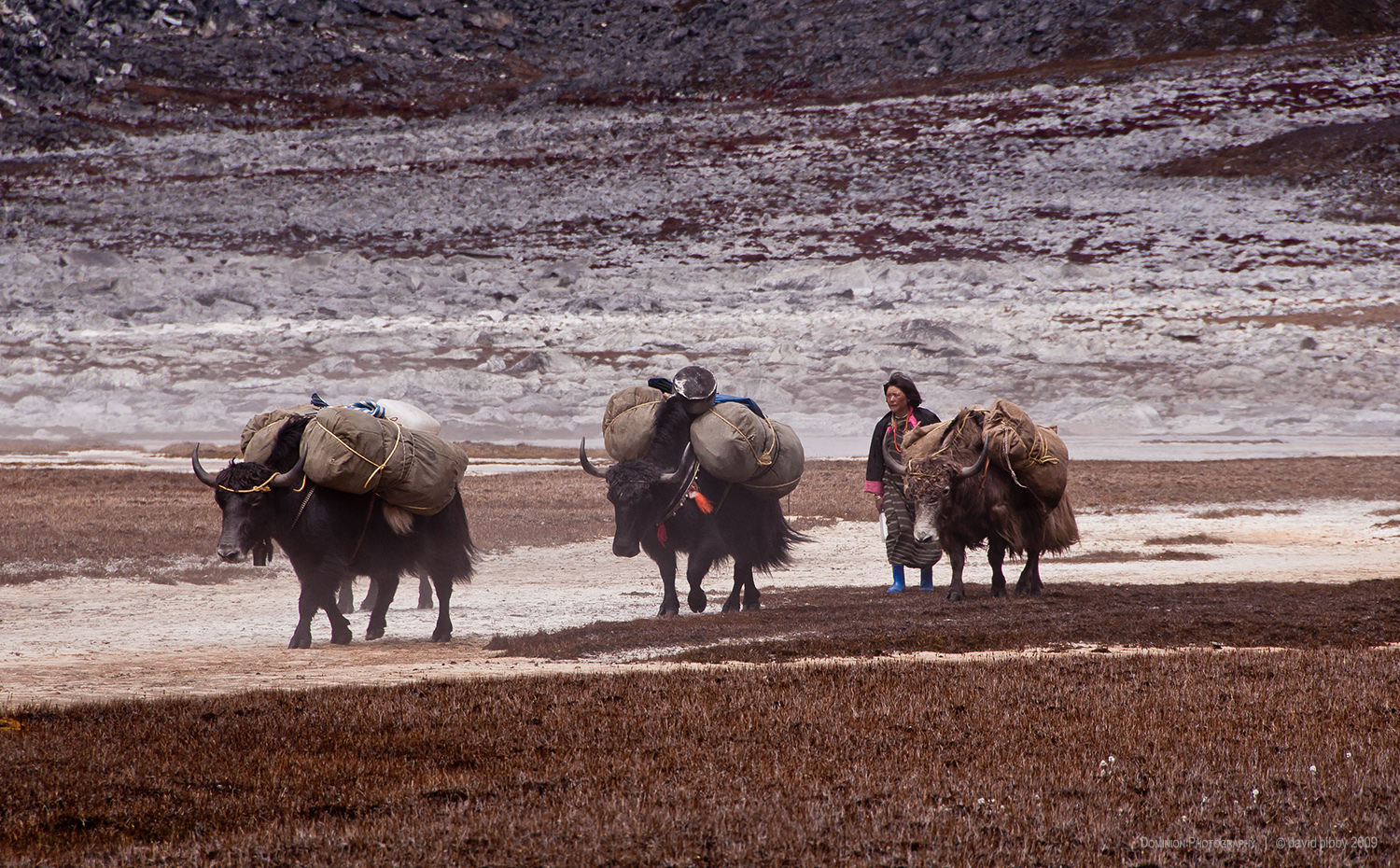   Lunana: The yak mistress  - Yaks carrying loads after crossing the Rinchen Zoe La (5326m). Lunana. 