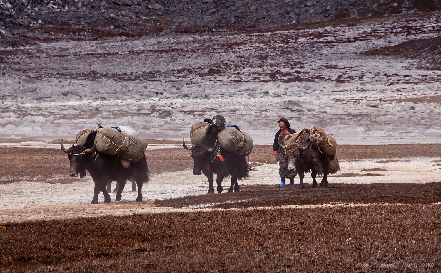 Lunana: The yak mistress - Yaks carrying loads after crossing the Rinchen Zoe La (5326m). Lunana.