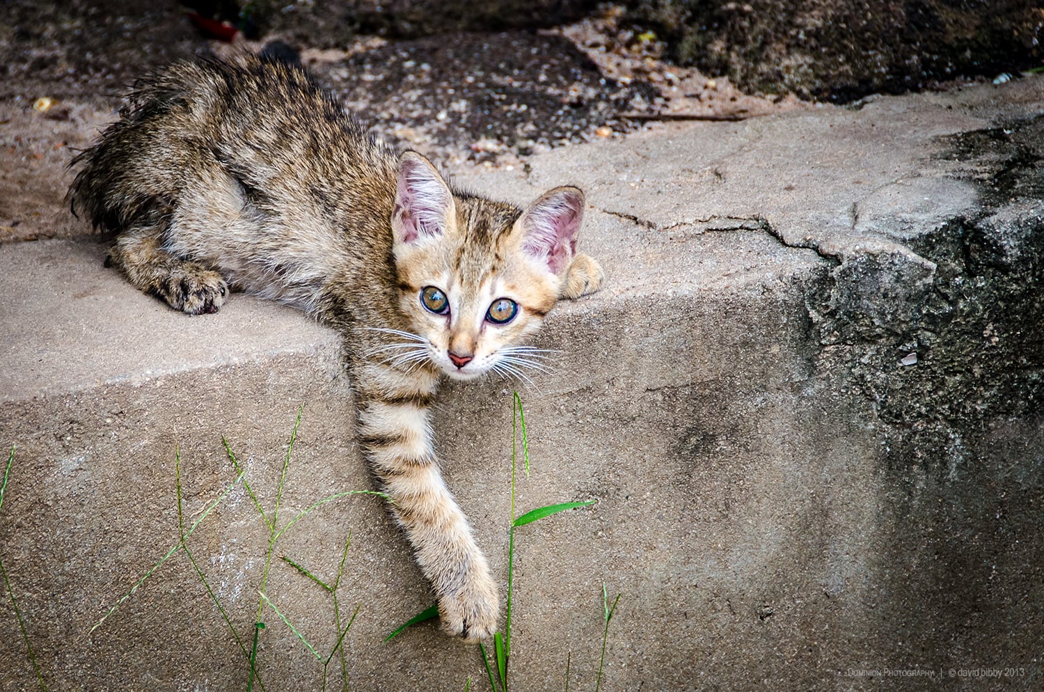   Manky kitten  - Kitten teaching some grass not to mess with it. Near Dam Dek, Siem Reap Province, Cambodia. 