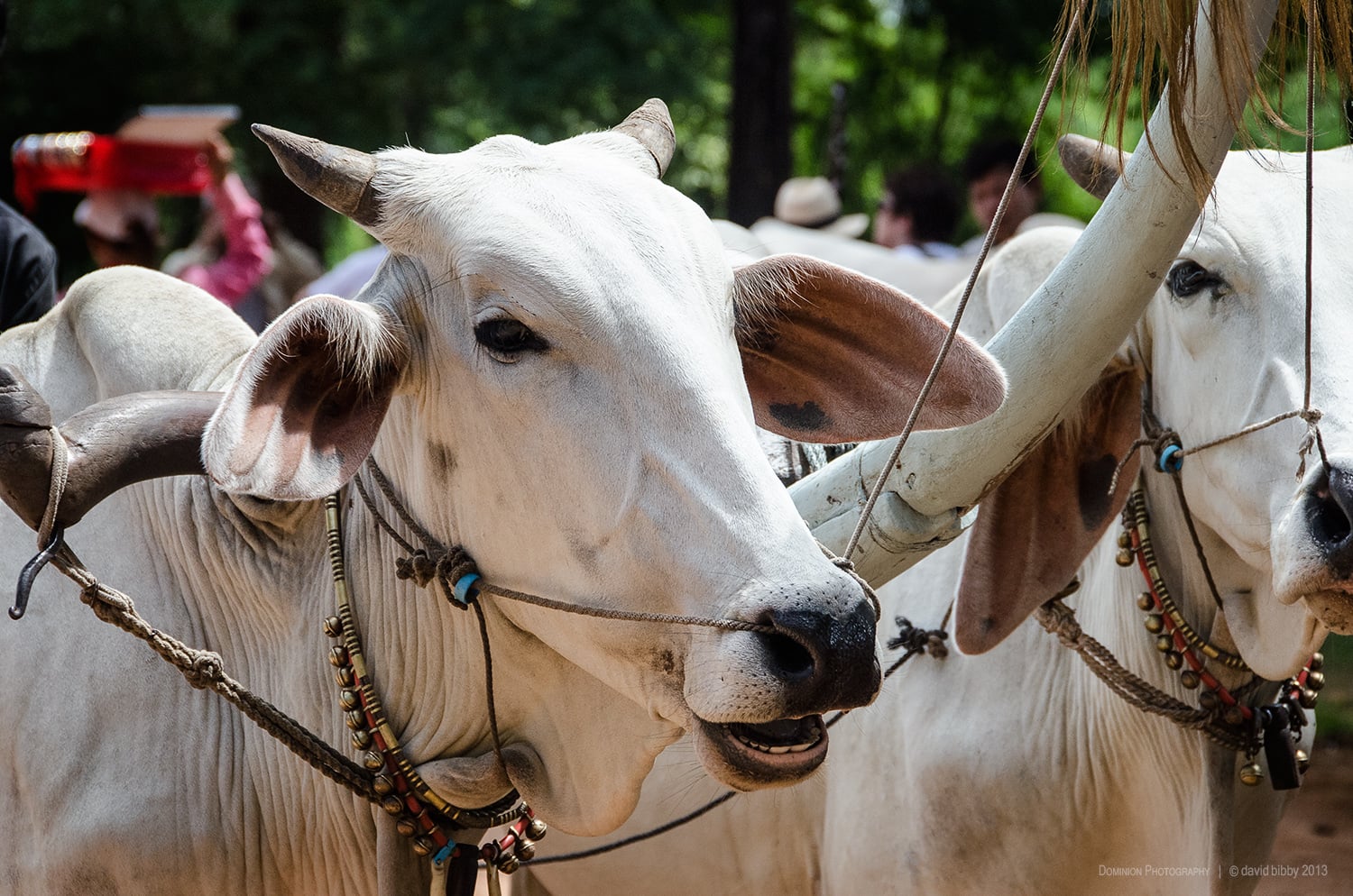 Ox cart - Kampong Tralach, Cambodia.
