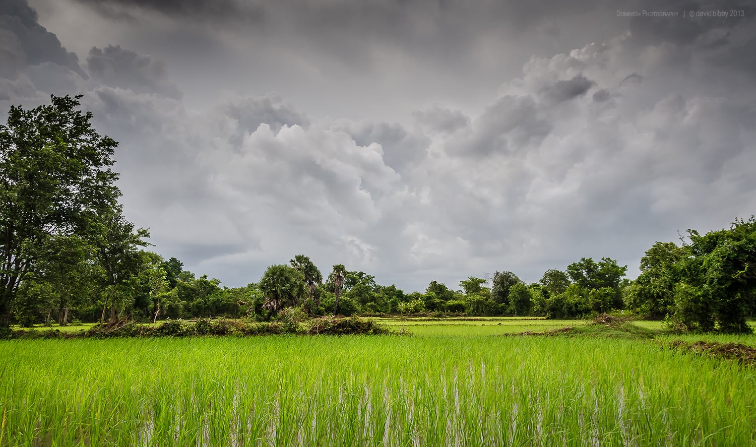   Wet season  - Rice paddies and developing rain. Kampong Cham Province, Cambodia. 