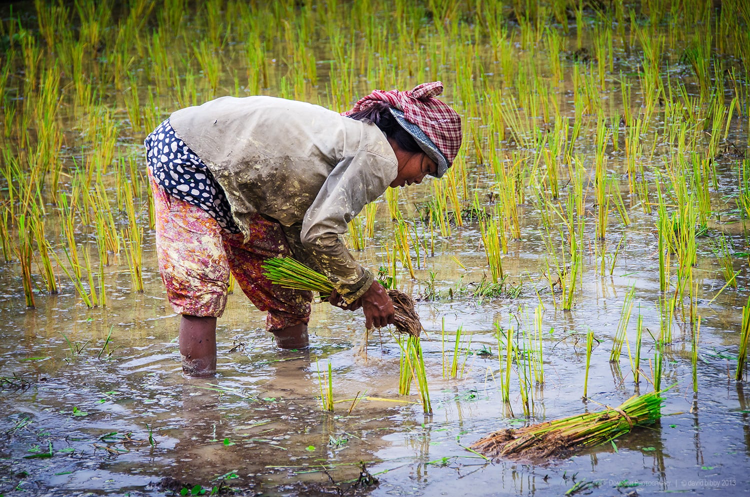   Hard labour  - Planting rice is very hard work and not great for the spine. Kampong Cham Province, Cambodia.   