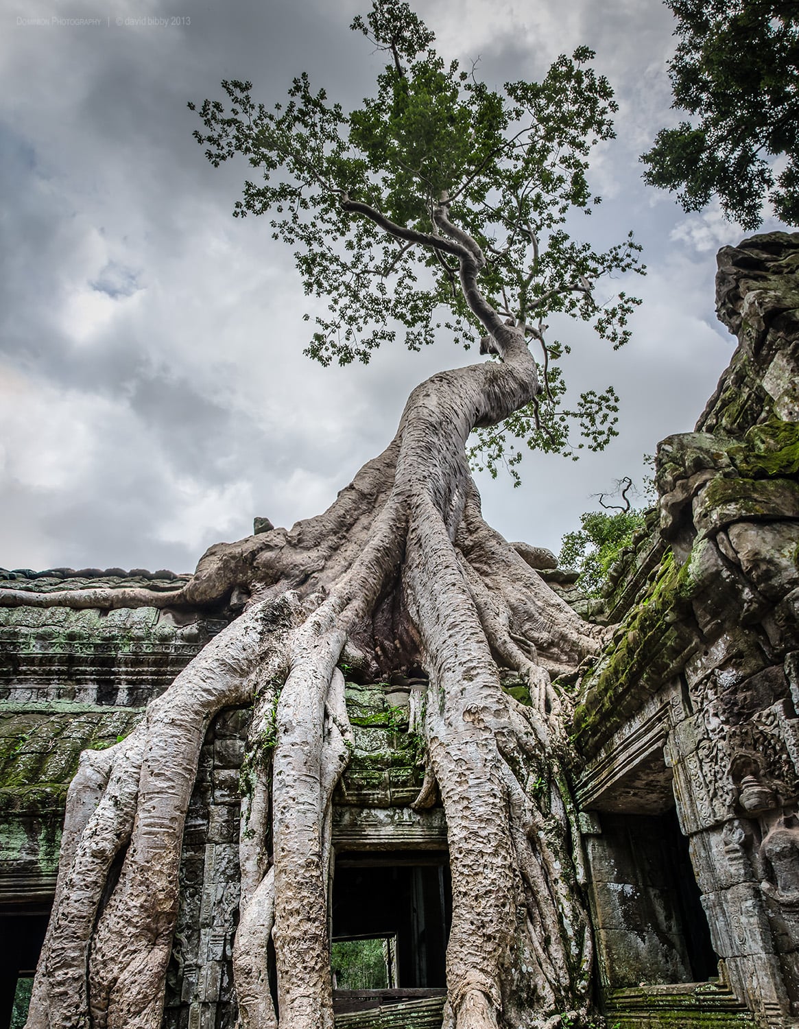   Ta Prohm  - Siem Reap Province, Cambodia. 