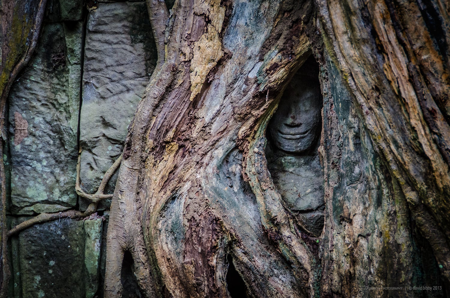   Ancient wisdom  - Ta Prohm. Siem Reap Province, Cambodia. 