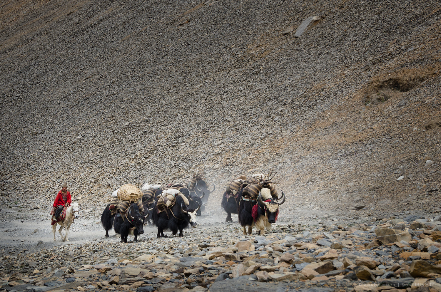  Yaks ascend towards Bagala La (5169m). Dolpa district. 