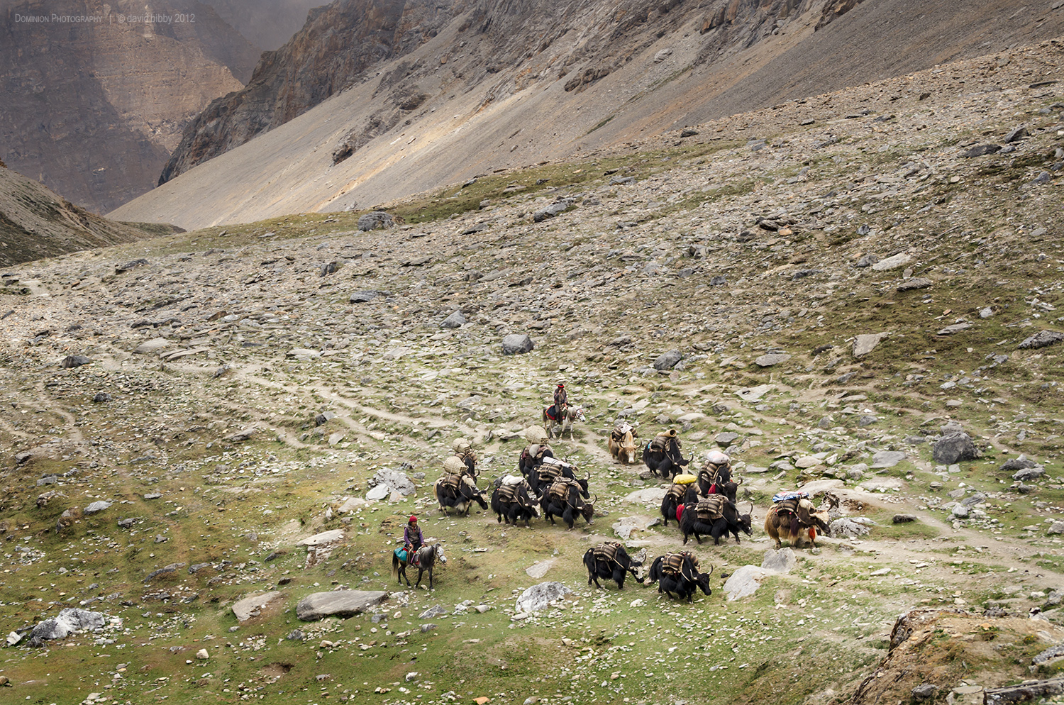 Yaks below Bagala La (5169m). Dolpa district.