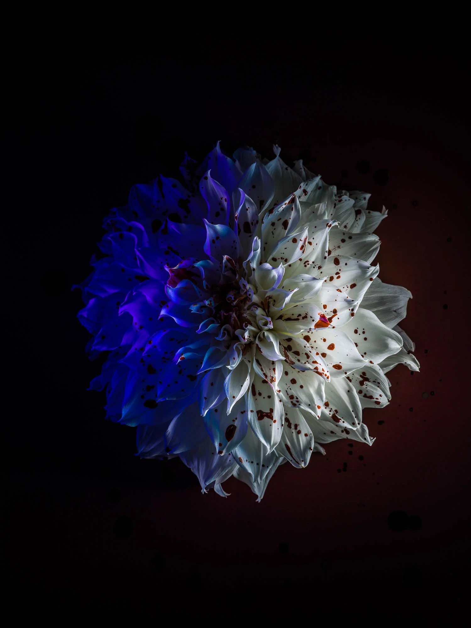 Flowers1288.jpg