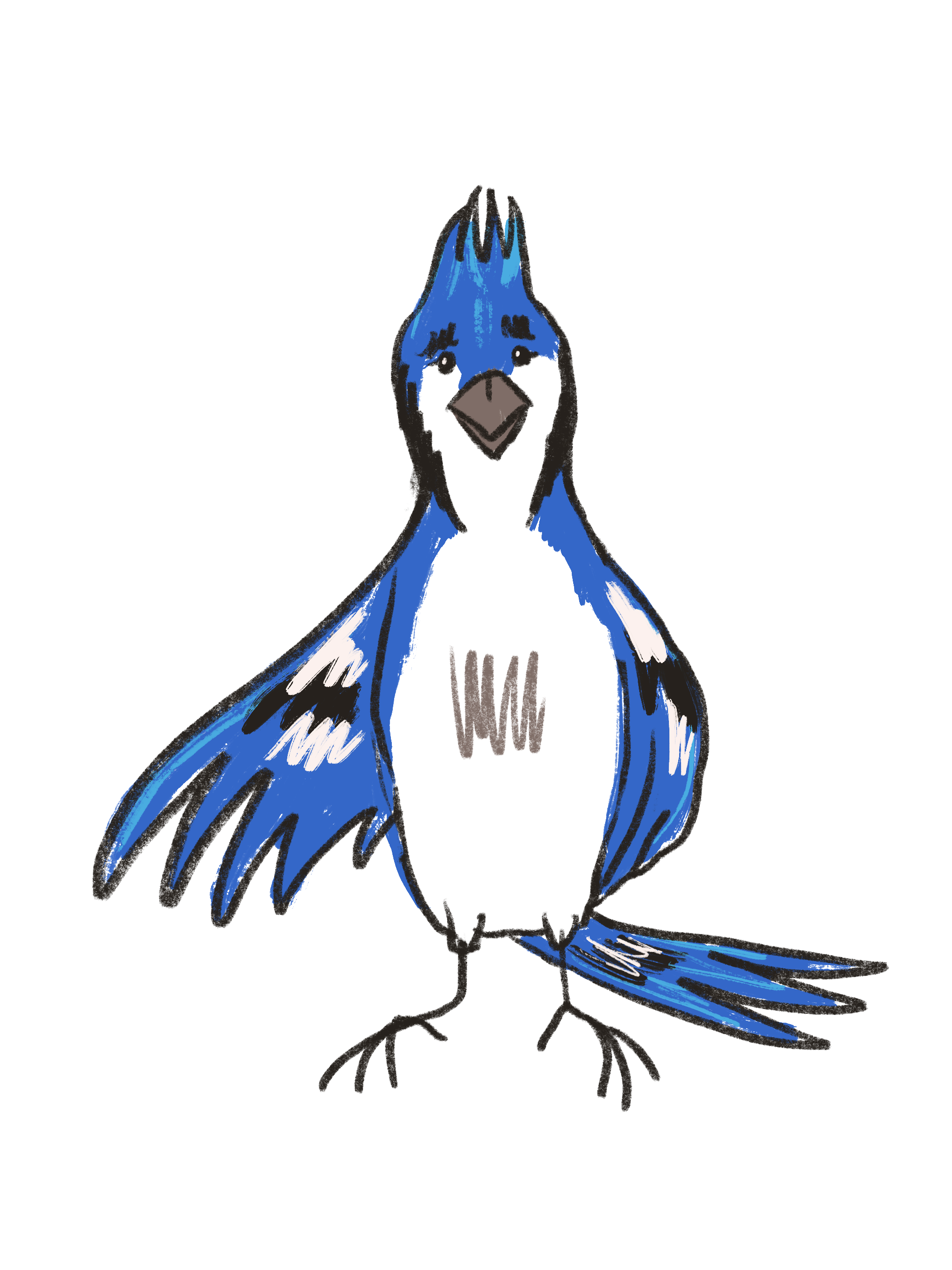 Bluejay_front.png