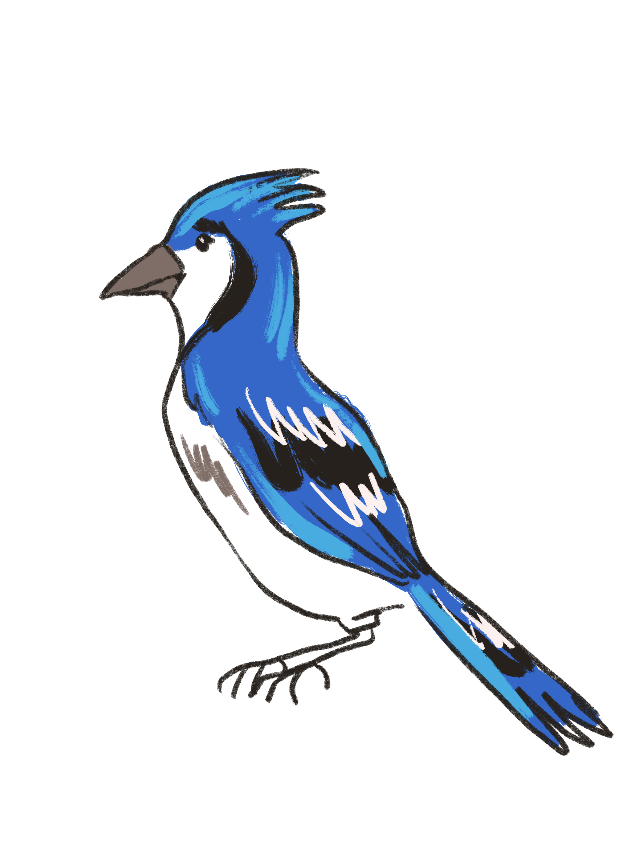 Bluejay_profile.png