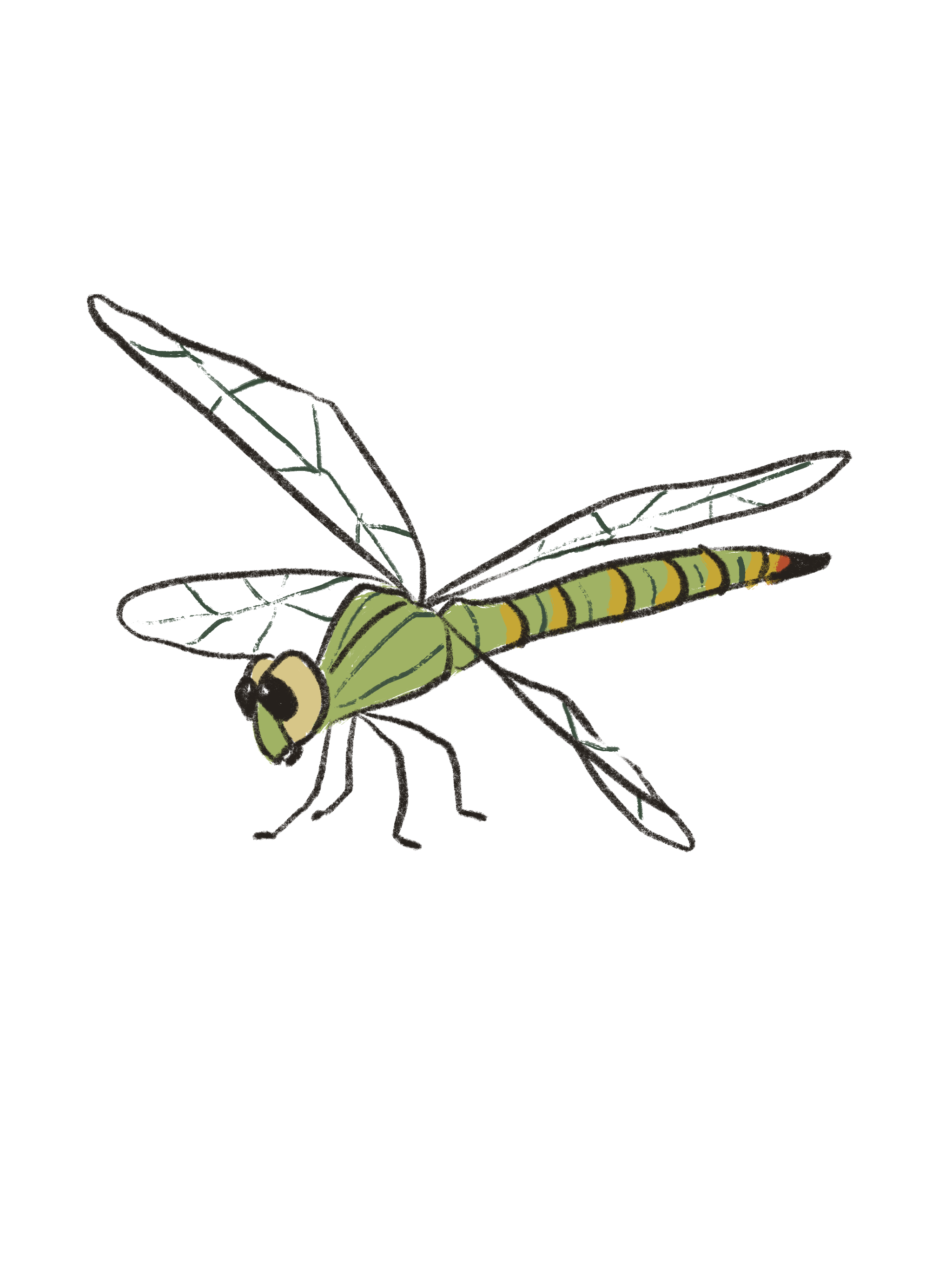 dragonfly.png