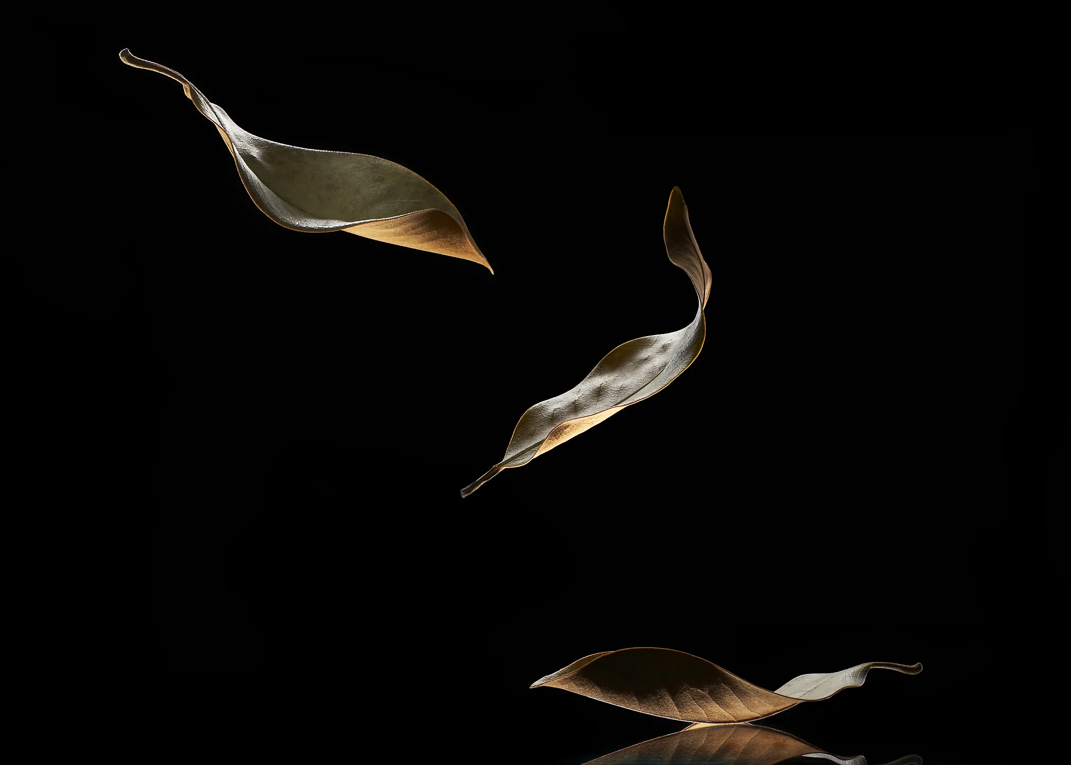 leaves_7x5.jpg