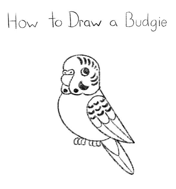 How to Draw a Budgie Click for PDF printable