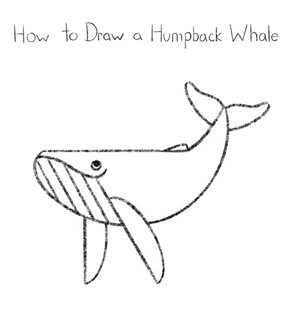 How to Draw a Humpback Whale Click for PDF printable