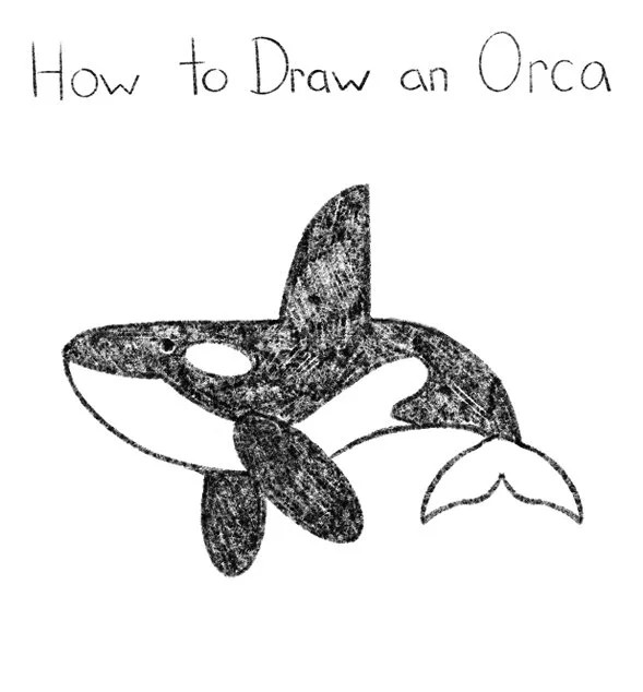 How to Draw an Orca Click for PDF printable