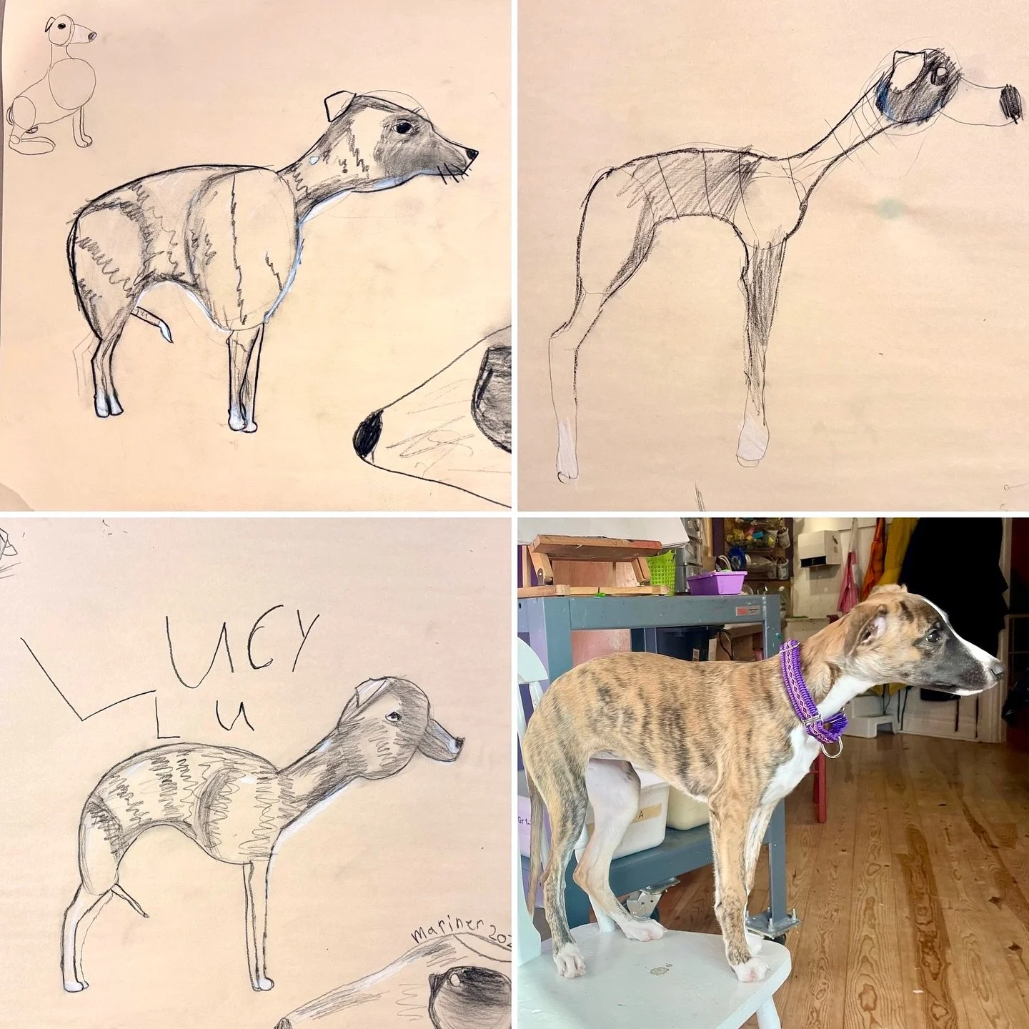 Our Grade 1-3 #DrawingClass started off Winter Term today with a special treat: a life drawing lesson with a puppy! Our young artists got the chance to meet 4-month old Whippet &ldquo;Lucy Lu&rdquo;, and learned how to draw based on a living model. W