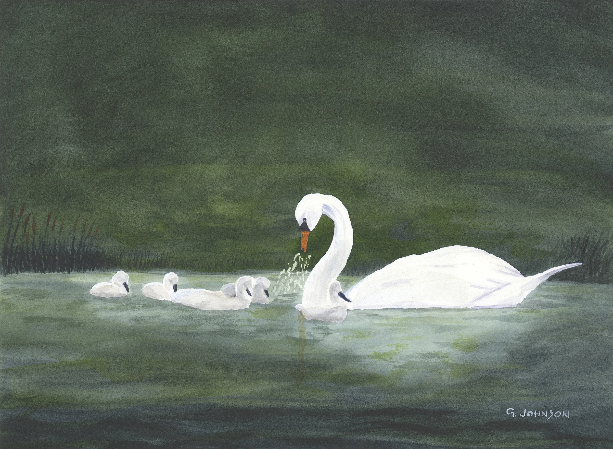 Swan and Goslings