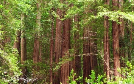 Mendocino redwood trees